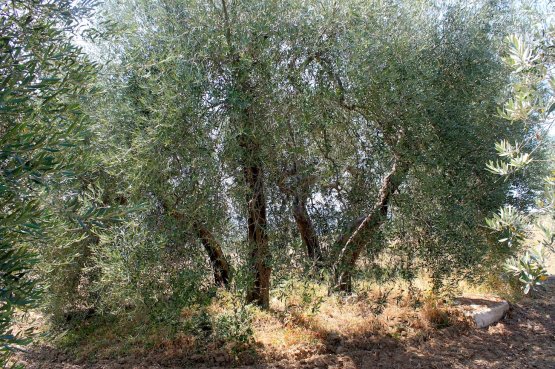 Quest'antico albero di Olivastra Seggianese, che cresce proprio a ridosso del frantoio, nel corso dei decenni si è diviso in quattro grossi tronchi creando una sorta di cerchio magico entro il quale celebrare il rito dell'assaggio dell'olio e della condivisione del cibo.