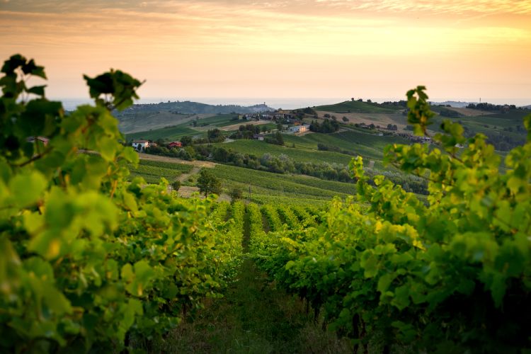 Le colline dell'Oltrepò Pavese