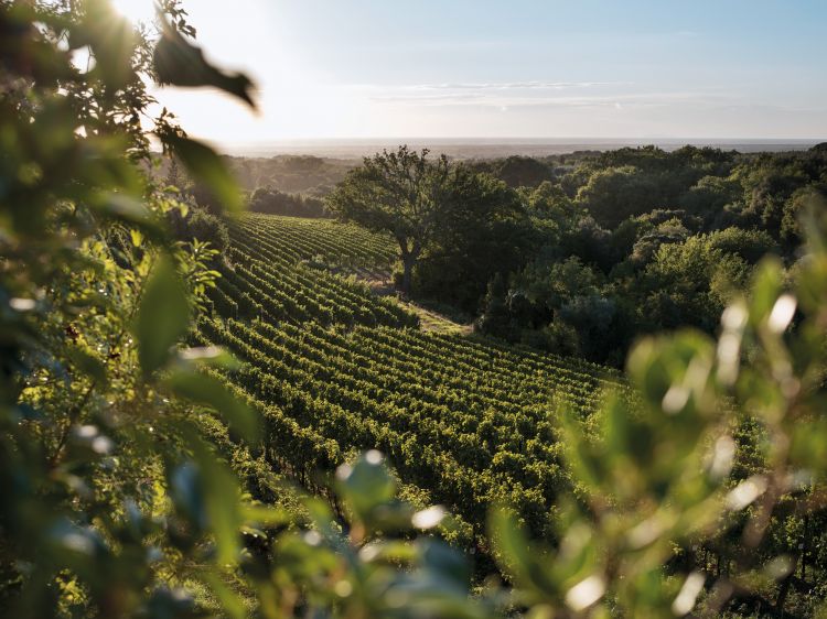 I vigneti di Ornellaia
