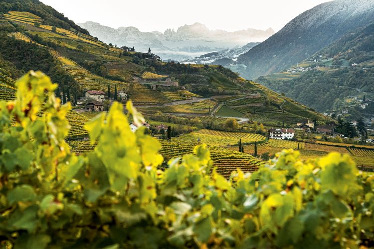 L'importanza dei vigneti: gli spumanti arrivano dalle zone maggiormente vocate
