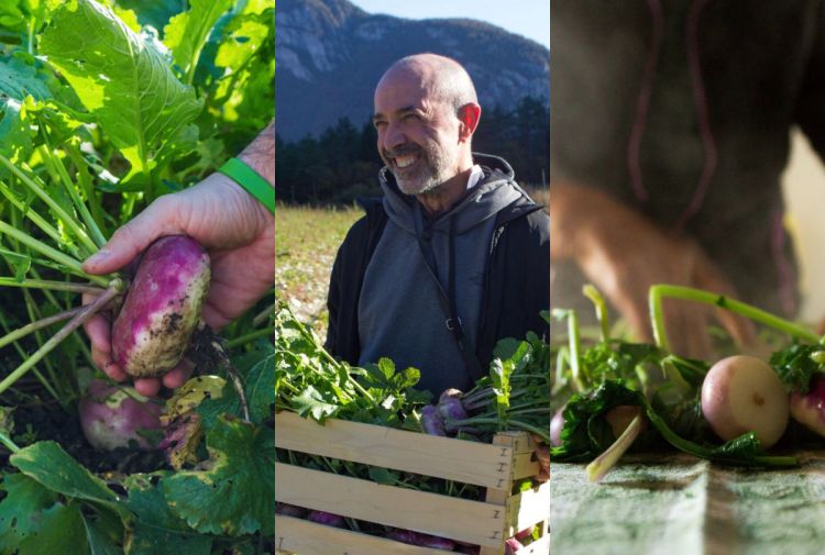 Coltivazione e raccolta della rapa tonda dal colletto viola (Brassica rapa rotunda)
