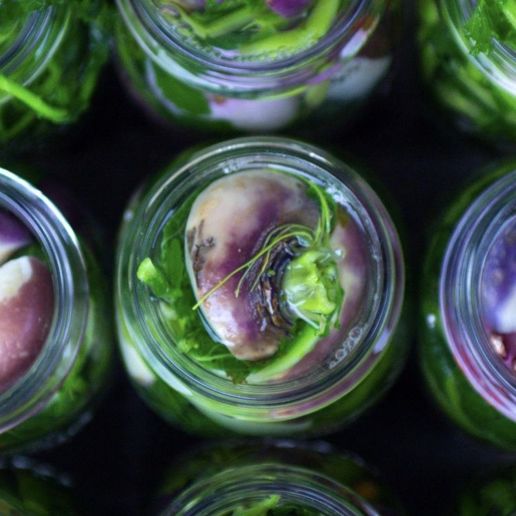 Alla scoperta del pestìth, la rapa fermentata de