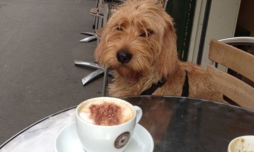 Amber's gourmet tour starts with a cappuccino at 