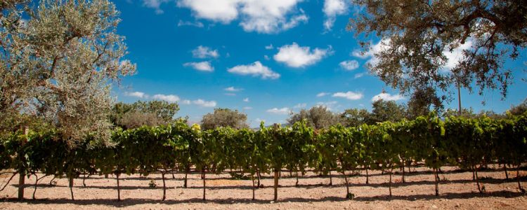 I vigneti di Pianogrillo
