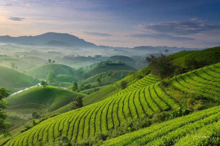 Piantagioni di tè come colline pettinate da vigneti