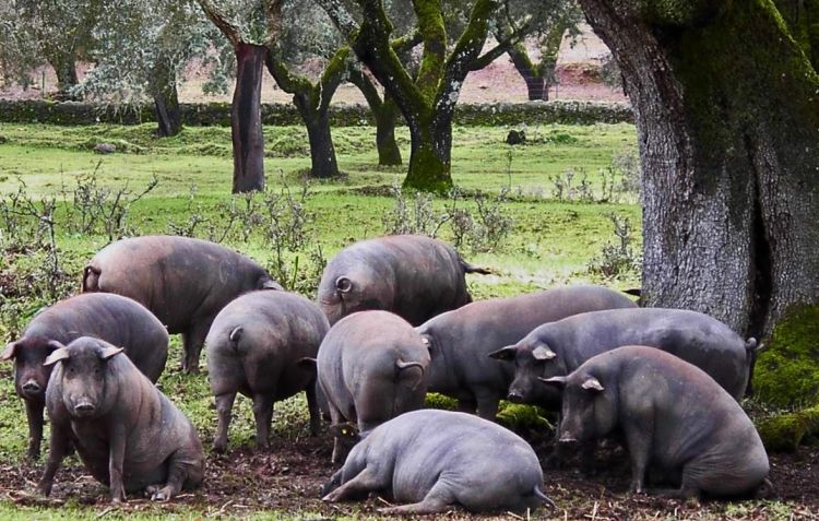 Joselito pigs roaming free in the dehesa. The fa