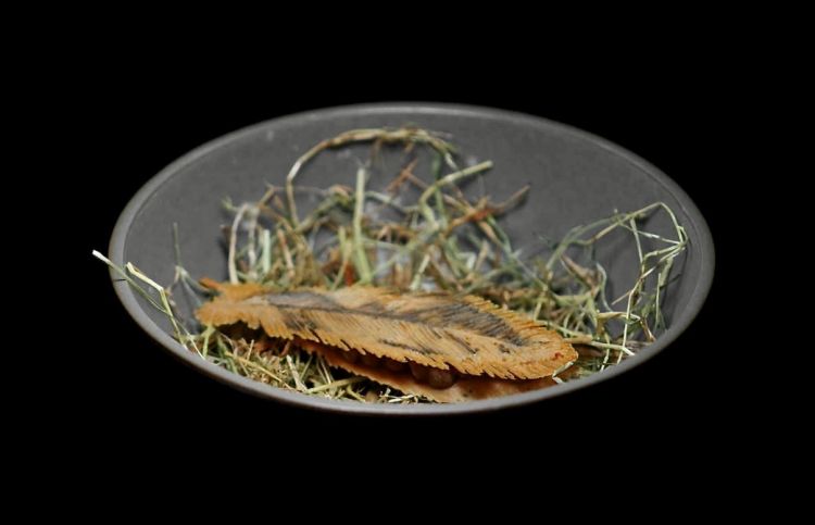 Piccione e plancton, terzo passaggio: piuma di cialda di mais sfumata al carbone vegetale con fegatini di piccione