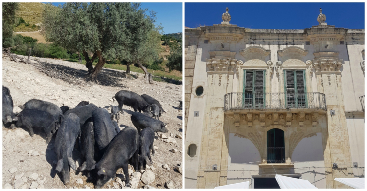 Suini neri siciliani e il barocco di Palazzolo Acr