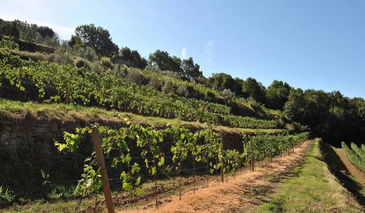 Uno dei vigneti dell'azienda a Montalcino
