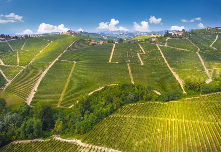 Il vigneto a Serralunga d'Alba, nel Barolo
