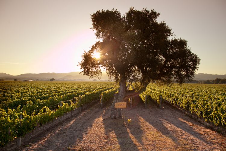 Vista sui vigneti di Poggio al Tesoro
