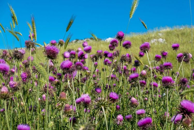 Pollino Cocktail Camp
