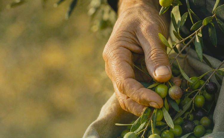 La cultura dell'olio al centro dell'attivi