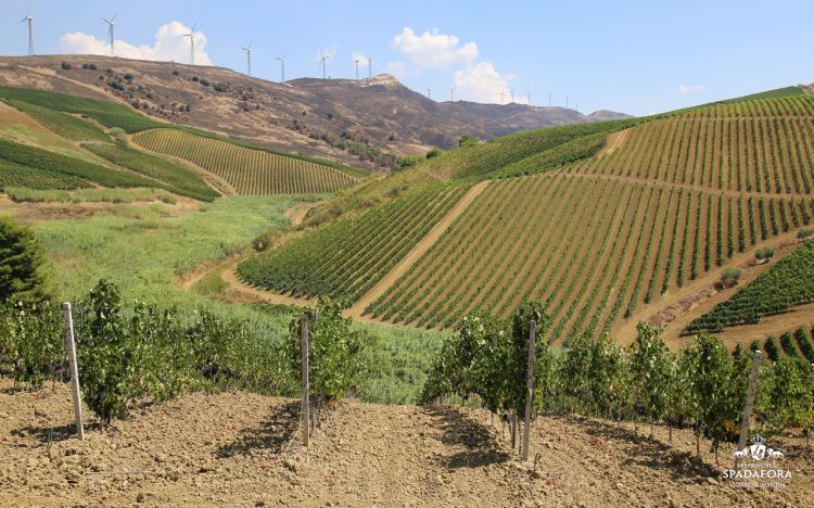 L'azienda Principi di Spadafora si trova nella contrada di Virzì, a Monreale
