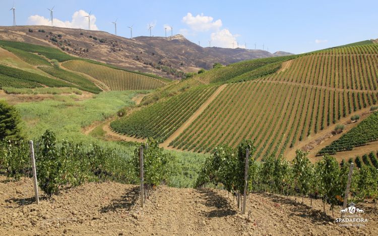 L'azienda Principi di Spadafora si trova nella contrada di Virzì, a Monreale
