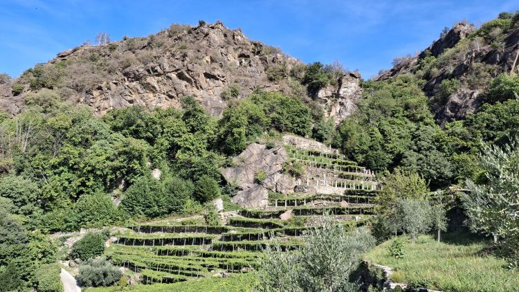 Un'altra immagine dei vigneti inerpicati sulla montagna
