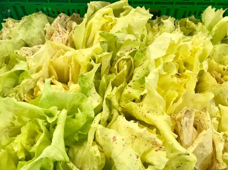 Variegato di Castelfranco
