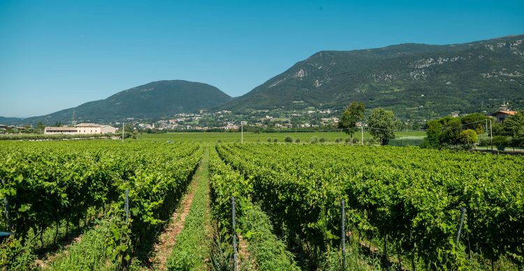 Le vigne dell'azienda
