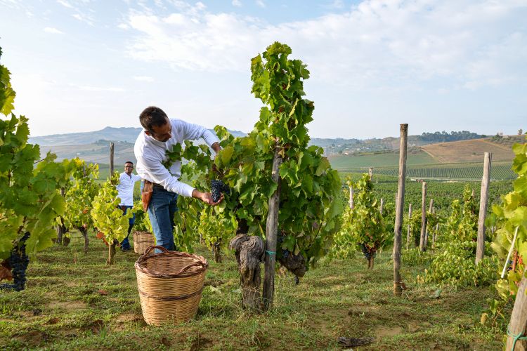 Un momento della vendemmia