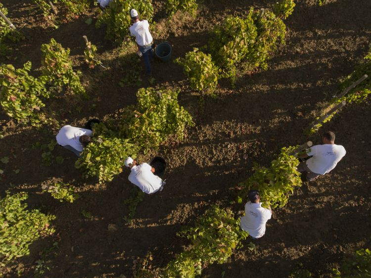 Una vista dall'alto della Vigna San Lucio (Foto di Alessandro Sala Cesura)