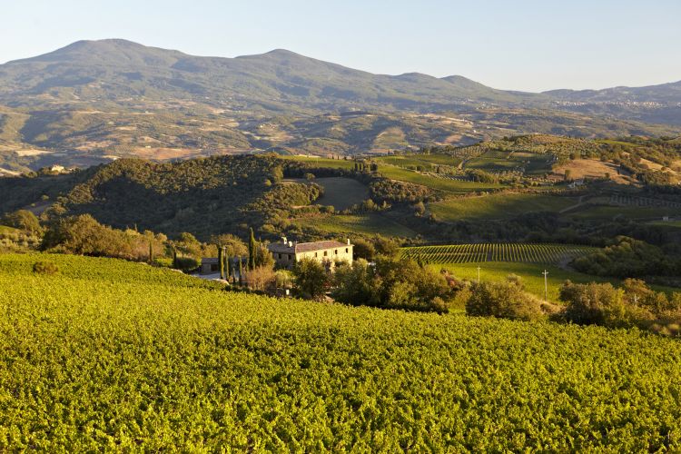 La Toscana rigogliosa di San Polo
