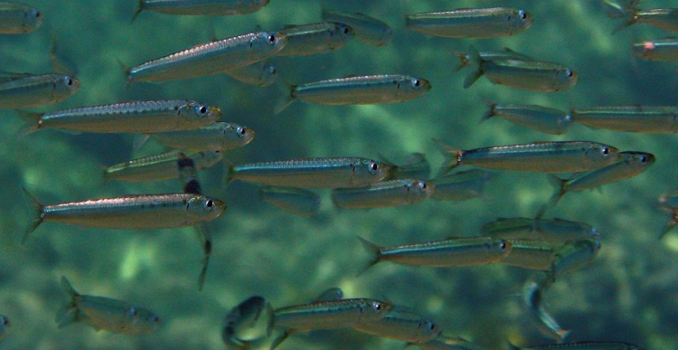 Sardine
