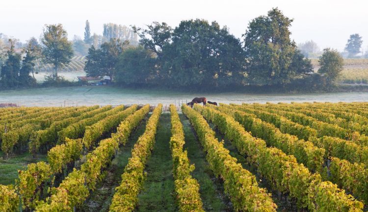 Sauternes (photo Brambilla Serrani)