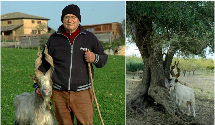 Giacomo Gatì con una sua capra e, a destra, capra girgentana e ulivo, presenti in Sicilia da millenni
