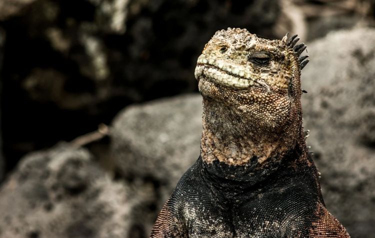 L'iguana, simbolo dell'arcipelago amato da Charles Darwin
