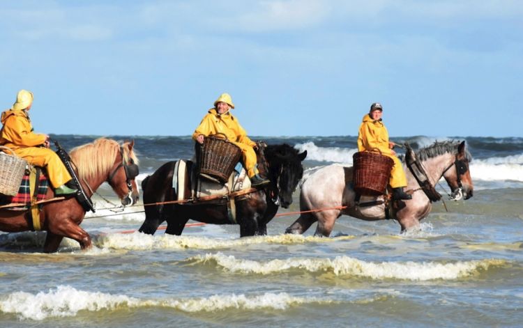 Pescatori a cavallo di gamberetti grigi “rikze g