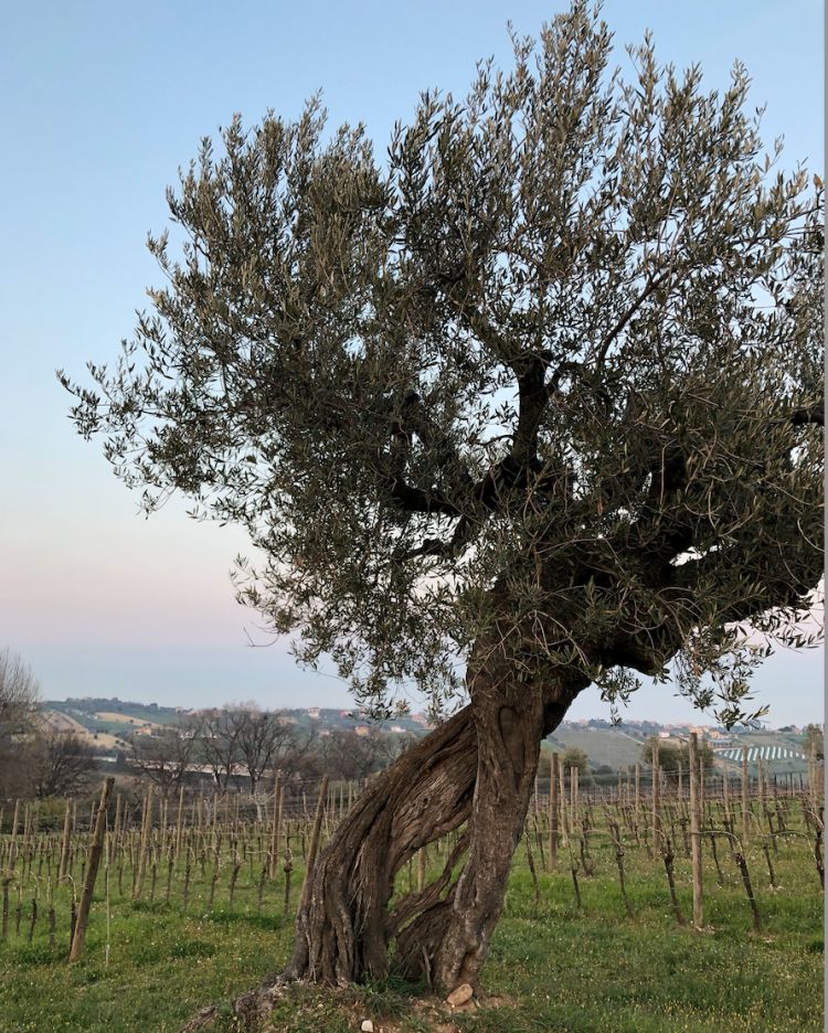 Il tortiglione è il caratteristico ulivo che gli occhi incrociano spesso sulle piane delle campagne teramane. I suoi frutti contribuiscono alla produzione di un olio molto amaro. Ragion per cui, raramente viene utilizzato in purezza, mentre se ne preferisce l'uso in blend
