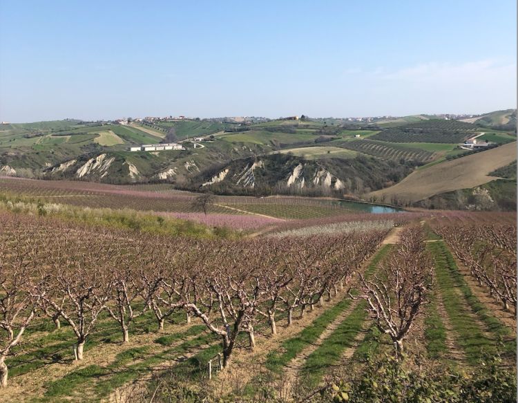 La vista rigenerante dei frutteti di Podere France