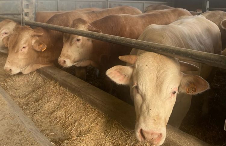 La Blonde d’Aquitaine è un’eccellenza dell’allevamento europeo, è sinonimo di qualità, tradizione, sostenibilità ambientale e sociale, sicurezza alimentare e benessere animale. Il progetto “Blonde d’Aquitaine European Beef Excellence", presentato la scorsa settimana, ha l’obiettivo principale  di accrescere la conoscenza della razza bovina da carne Blonde d’Aquitaine tra i consumatori e gli operatori fino a raggiungere il 9,51% della popolazione italiana, a conclusione del terzo anno. La razza in questione è allevata in Italia a partire dagli anni ’50 del secolo scorso, soprattutto nelle regioni del nord Italia ed in particolare in Piemonte che, con il tempo, ha sviluppato una vera e propria filiera produttiva che, ad oggi, conta centinaia di produttori che allevano oltre 60.000 capi pari al 90% dei capi da ristallo importati dalla Francia. Ciò che rende unica la Blonde d’Aquitaine è l’estrema tenerezza e l’elevata magrezza della sua carne. Queste caratteristiche sono particolarmente apprezzate dai consumatori italiani e fanno di questa razza una delle più interessanti nel panorama mondiale.

 
