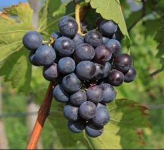 There are 3 different varietes: Schiava Grossa, Schiava Gentile and Schiava Grigia