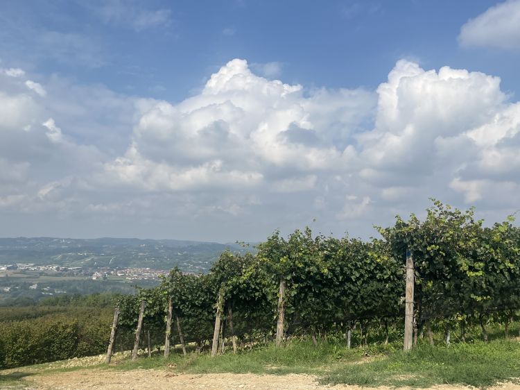 Uno scorcio dei vigneti a Verduno