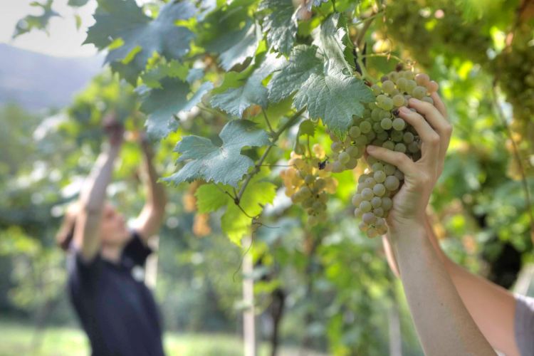 La raccolta della Garganega
