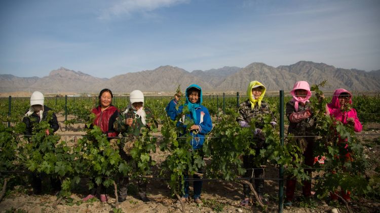 Lavori in vigna alla Silver Heights Vineyard. Fon