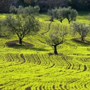 The third edition of international olive oil competition Extrascape takes place in San Martino in Pensilis, a small village in Southern Molise (photo credits extrascape.org)