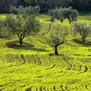 La terza edizione del concorso olivicolo internazionale Extrascape si svolge nel comune di San Martino in Pensilis, piccolo borgo del Basso Molise (foto extrascape.org)