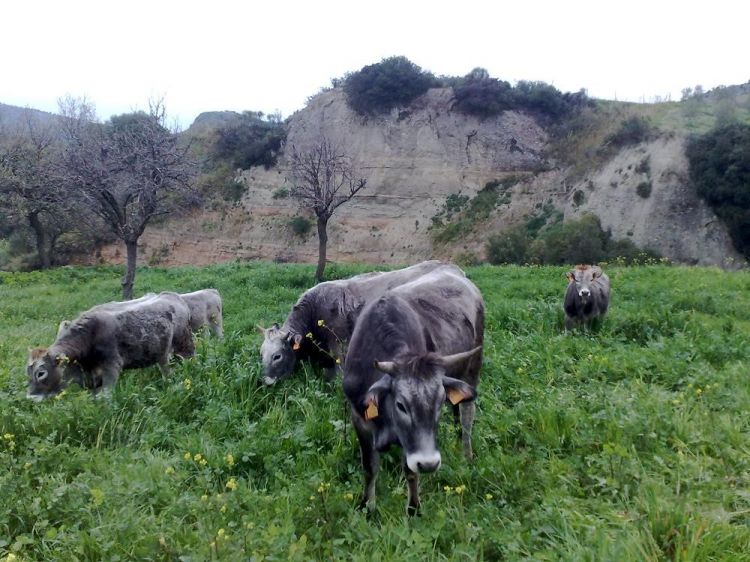 La podolica è una razza bovina presente in divers