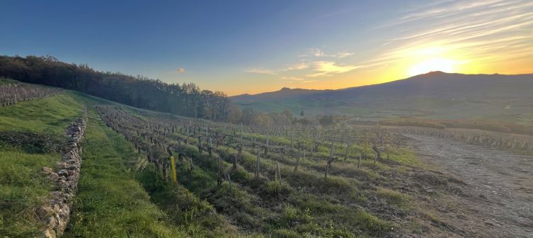 Un altro dei vigneti di Tenuta di Trinoro
