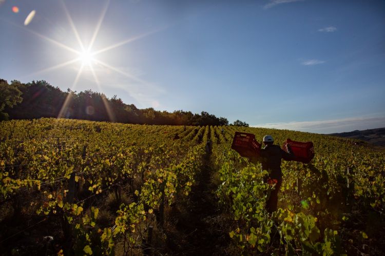 Il momento della vendemmia
