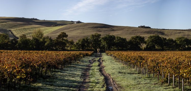 Un'altra immagine della tenuta
