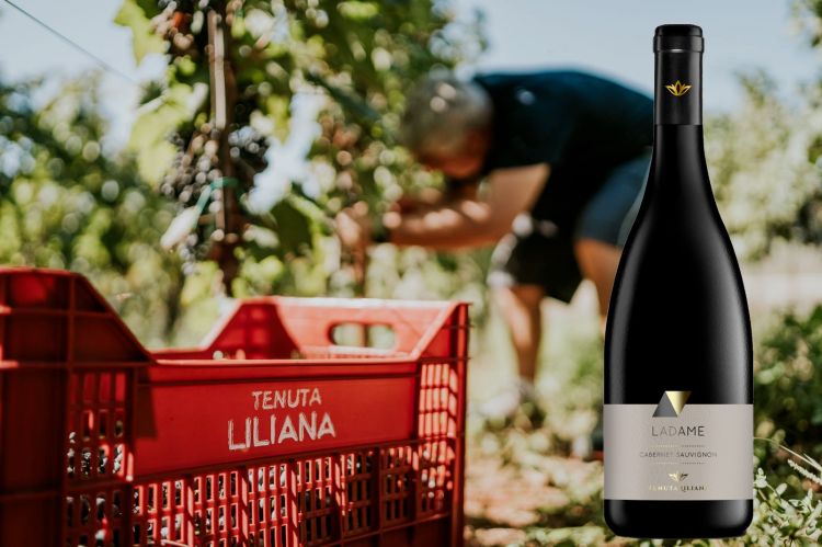 Vendemmia e il vino Ladame, primo prodotto di Tenuta Liliana