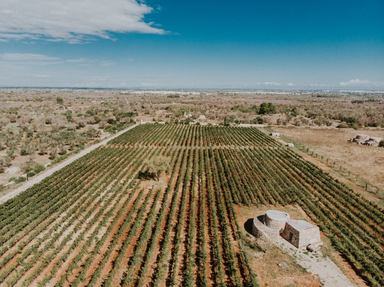 Un'immagine della Vigna di Specchia