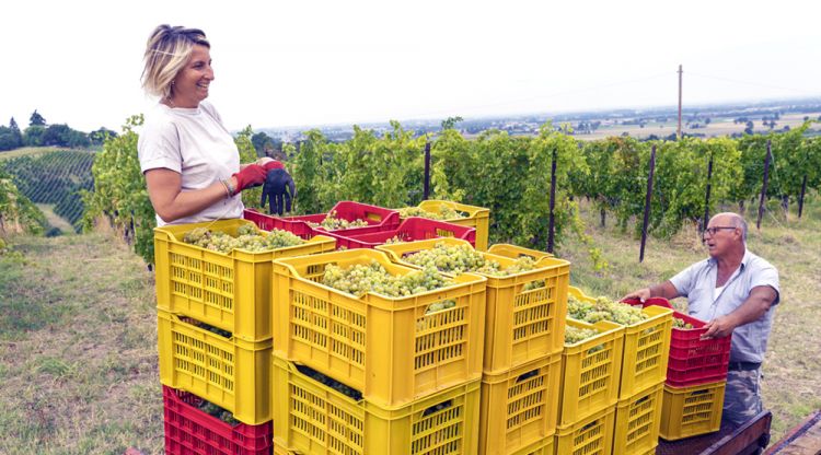 Francesca Seralvo durante la vendemmia