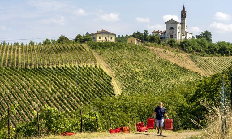 I vigneti attorno alla Tenuta Mazzolino