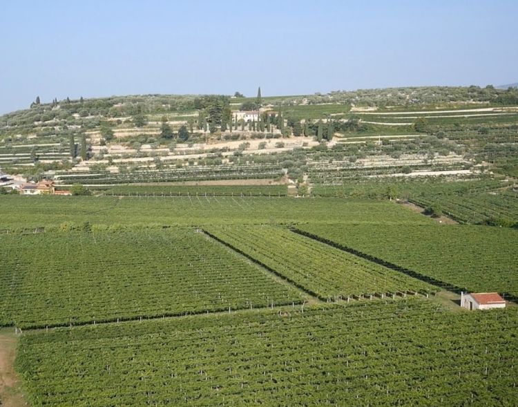 Tenuta Speri
