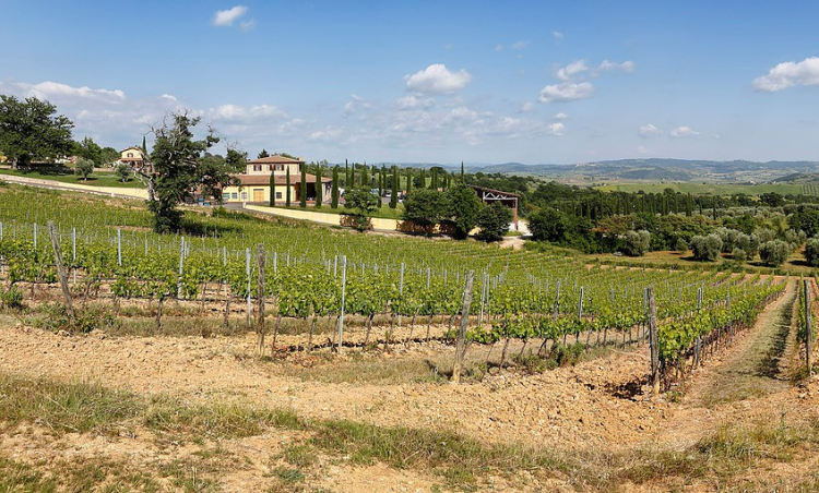 Una bella immagine della cantina di Scansano
