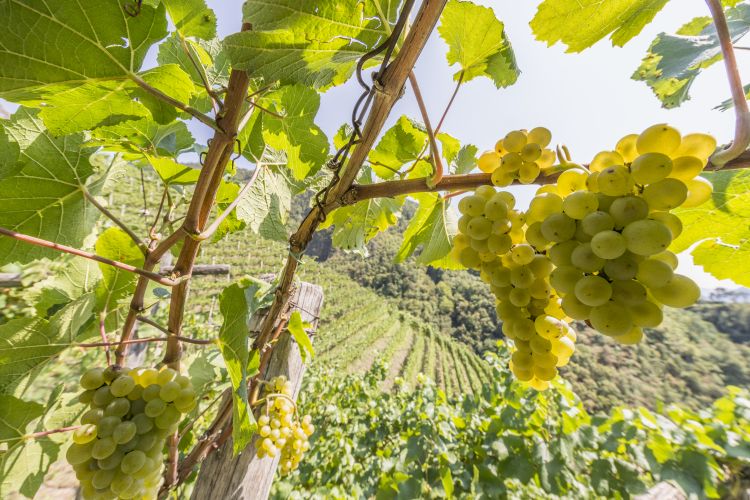 I vigneti del Pinot Bianco
